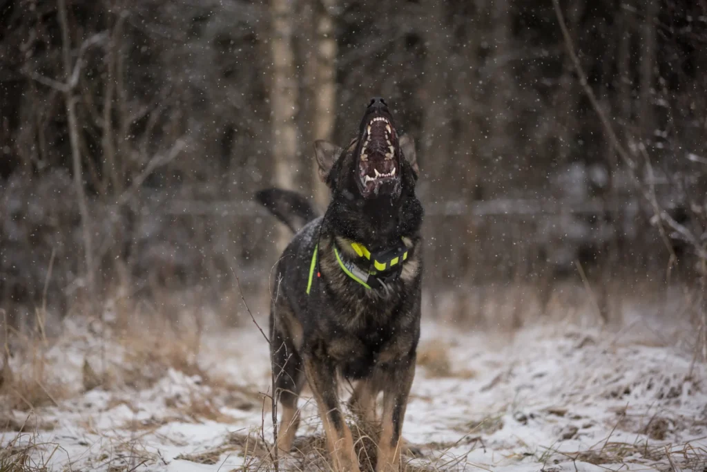 A dog barking in the snow.
