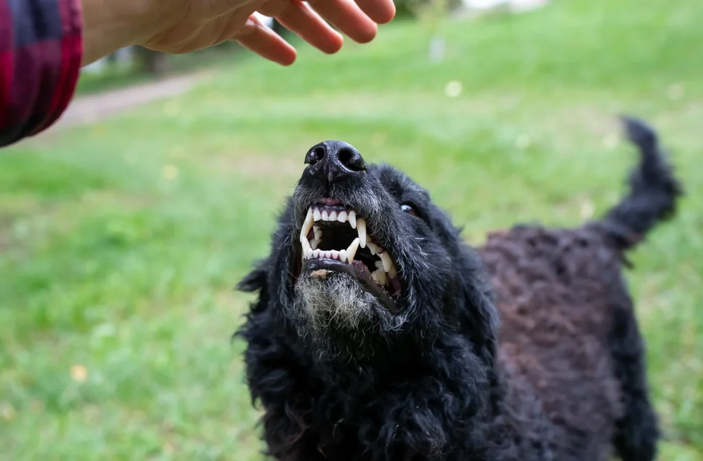 A vicious dog growling at someone's hand.