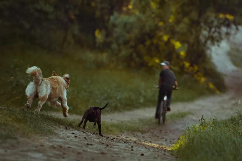 Two dogs chasing a man on a bicycle. 