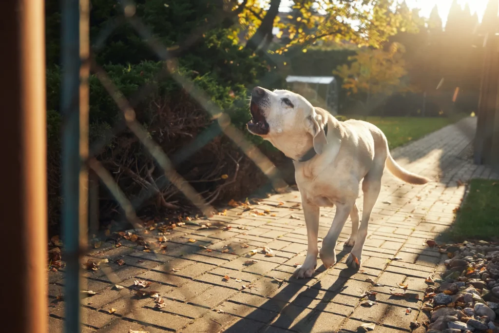 Who Else Can Be Held Liable for a Dog Bite Incident Besides the Dog Owner?